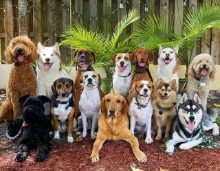 Illustration de l'article : 20 groupes de chiens semblant poser pour une photo de classe !
