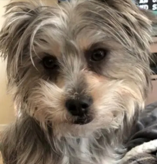 Illustration de l'article : 10 récits émouvants dans lesquels des familles ont tendu la main à de pauvres chiens