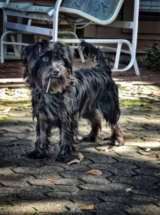 Illustration de l'article : 10 récits émouvants dans lesquels des familles ont tendu la main à de pauvres chiens