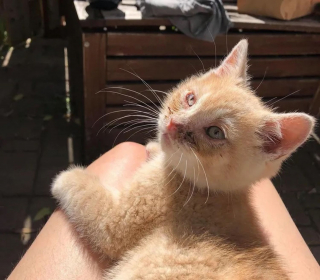 La Belle Transformation D Un Chaton Aux Yeux Couverts De Croutes Decouvert En Pleurs Dans Un Jardin La Belle Transformation D Un Chaton Aux Yeux Couverts De Croutes Decouvert En Pleurs Dans Un Jardin