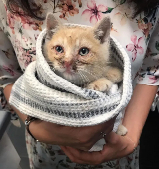 La Belle Transformation D Un Chaton Aux Yeux Couverts De Croutes Decouvert En Pleurs Dans Un Jardin La Belle Transformation D Un Chaton Aux Yeux Couverts De Croutes Decouvert En Pleurs Dans Un Jardin