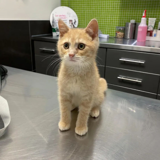 La Belle Transformation D Un Chaton Aux Yeux Couverts De Croutes Decouvert En Pleurs Dans Un Jardin La Belle Transformation D Un Chaton Aux Yeux Couverts De Croutes Decouvert En Pleurs Dans Un Jardin