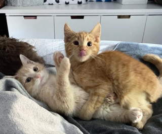 Illustration de l'article : La belle transformation d'un chaton aux yeux couverts de croûtes découvert en pleurs dans un jardin