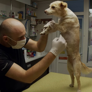 Illustration de l'article : Une chienne errant dans une station-service court vers une femme dans l'espoir de changer de vie (vidéo)