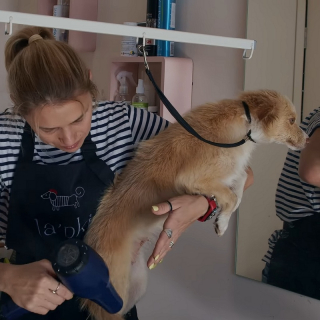 Illustration de l'article : Une chienne errant dans une station-service court vers une femme dans l'espoir de changer de vie (vidéo)