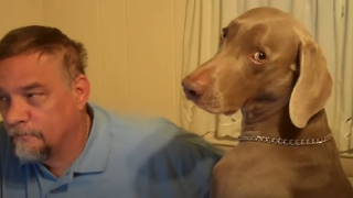 Illustration de l'article : Vidéo : un Braque de Weimar fait tout pour attirer l'attention de son papa qui l'ignore pour le taquiner !