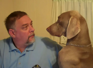 Illustration de l'article : Vidéo : un Braque de Weimar fait tout pour attirer l'attention de son papa qui l'ignore pour le taquiner !