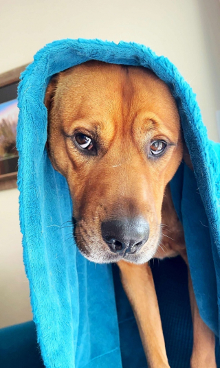 Illustration de l'article : Anxieux, ce chien issu d'un refuge ne se sépare jamais de la couverture qui le protège de tout