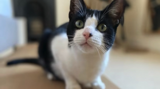 Illustration de l'article : Un chat se forge une réputation de cambrioleur en série dans son quartier !