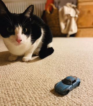 Illustration de l'article : Un chat se forge une réputation de cambrioleur en série dans son quartier !