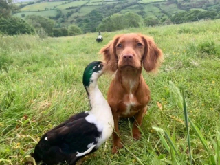 Illustration de l'article : Une chienne et un canard nouent une amitié exceptionnelle pour toujours (vidéo)