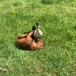 Illustration de l'article : Une chienne et un canard nouent une amitié exceptionnelle pour toujours (vidéo)