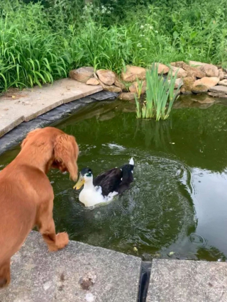 Illustration de l'article : Une chienne et un canard nouent une amitié exceptionnelle pour toujours (vidéo)