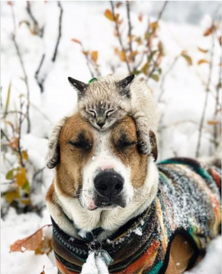 Illustration de l'article : 11 photos d'un chien et de son meilleur ami chat qui aiment voyager aux 4 coins du monde