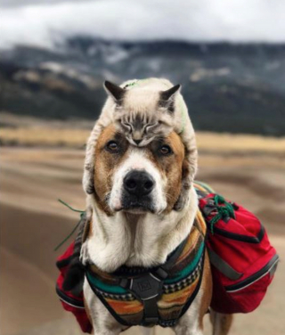 Illustration de l'article : 11 photos d'un chien et de son meilleur ami chat qui aiment voyager aux 4 coins du monde
