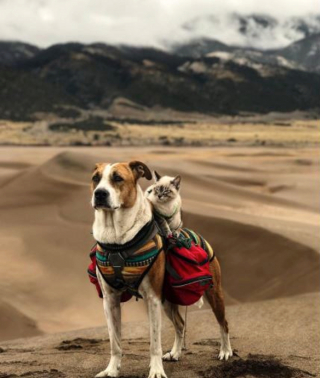 Illustration de l'article : 11 photos d'un chien et de son meilleur ami chat qui aiment voyager aux 4 coins du monde