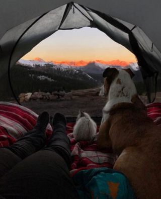 Illustration de l'article : 11 photos d'un chien et de son meilleur ami chat qui aiment voyager aux 4 coins du monde