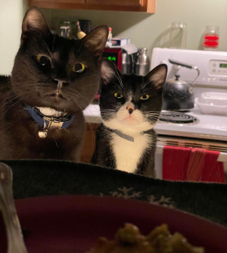 Illustration de l'article : 11 photos de chats et de chiens dont la spécialité est de nous faire rire