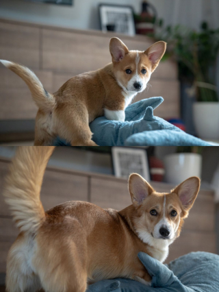 Illustration de l'article : 11 photos de chats et de chiens dont la spécialité est de nous faire rire