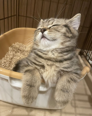 Illustration de l'article : 11 photos de chats et de chiens dont la spécialité est de nous faire rire