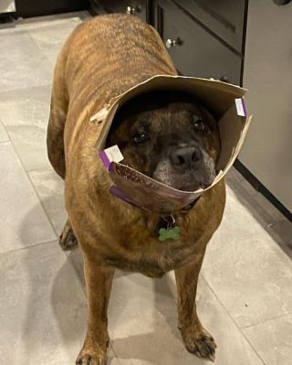 Illustration de l'article : 11 photos de chats et de chiens dont la spécialité est de nous faire rire