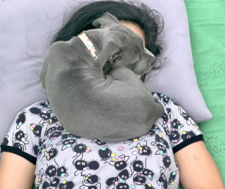 Illustration de l'article : 11 photos de chats et de chiens dont la spécialité est de nous faire rire