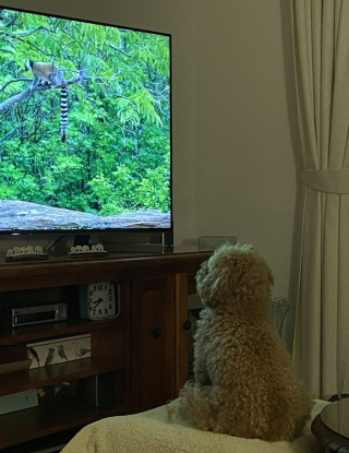 Illustration de l'article : 11 photos de chats et de chiens dont la spécialité est de nous faire rire