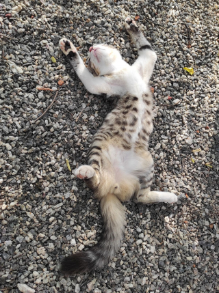 Illustration de l'article : 11 photos de chats et de chiens dont la spécialité est de nous faire rire