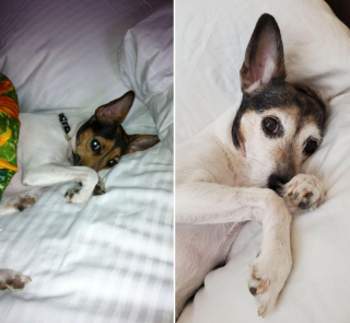 Illustration de l'article : 11 photos de chats et de chiens dont la spécialité est de nous faire rire