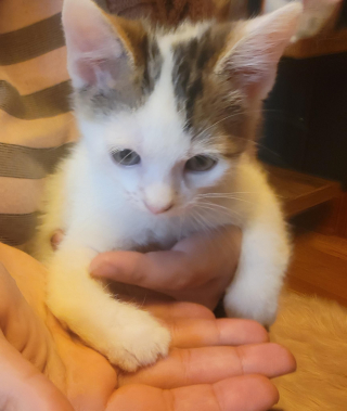 Illustration de l'article : Découverts sur une route, ces 2 chatons souffrant de malformations surmontent les difficultés ensemble 