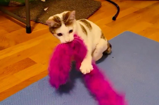 Illustration de l'article : Découverts sur une route, ces 2 chatons souffrant de malformations surmontent les difficultés ensemble 