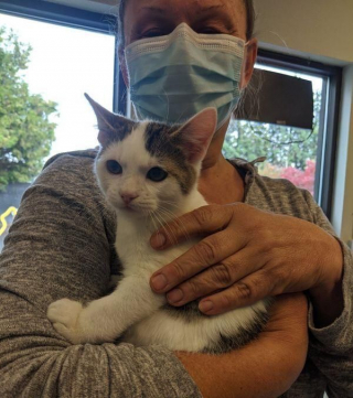 Illustration de l'article : Découverts sur une route, ces 2 chatons souffrant de malformations surmontent les difficultés ensemble 