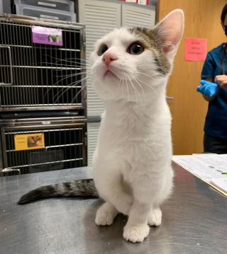 Illustration de l'article : Découverts sur une route, ces 2 chatons souffrant de malformations surmontent les difficultés ensemble 