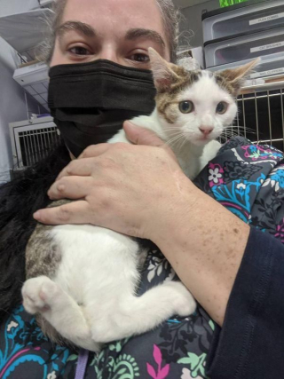 Illustration de l'article : Découverts sur une route, ces 2 chatons souffrant de malformations surmontent les difficultés ensemble 