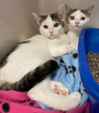 Illustration de l'article : Découverts sur une route, ces 2 chatons souffrant de malformations surmontent les difficultés ensemble 