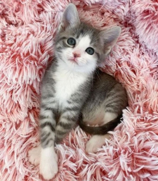Illustration de l'article : Vidéo : la réaction adorable d'un chaton découvrant un rayon de soleil pour la première fois de sa vie