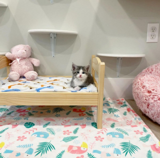 Illustration de l'article : Vidéo : la réaction adorable d'un chaton découvrant un rayon de soleil pour la première fois de sa vie