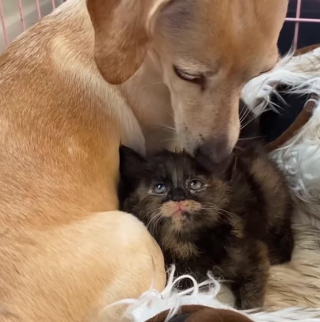 Illustration de l'article : Une chienne merveilleuse couvre d'amour 5 chatons orphelins et en détresse