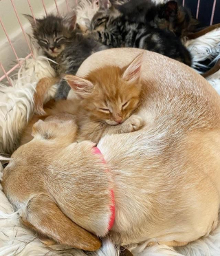 Illustration de l'article : Une chienne merveilleuse couvre d'amour 5 chatons orphelins et en détresse