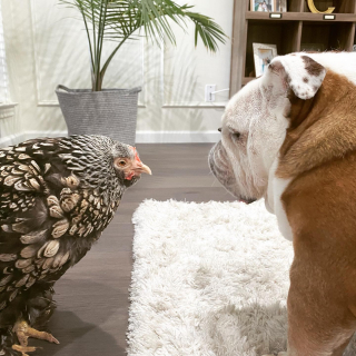 Illustration de l'article : La merveilleuse amitié entre un Bulldog Anglais et une poule comble de bonheur leur famille (vidéo)