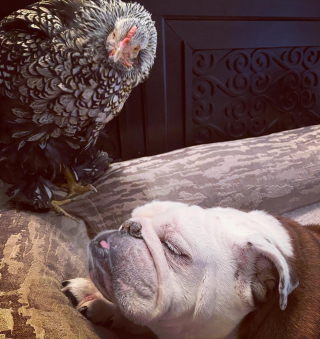 Illustration de l'article : La merveilleuse amitié entre un Bulldog Anglais et une poule comble de bonheur leur famille (vidéo)
