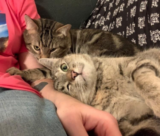 Illustration de l'article : 2 chats atteints d’une maladie neurologique passent un an au refuge et nouent une tendre complicité