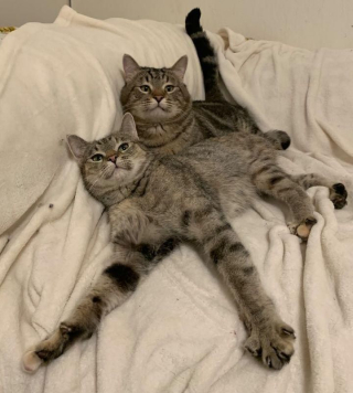 Illustration de l'article : 2 chats atteints d’une maladie neurologique passent un an au refuge et nouent une tendre complicité