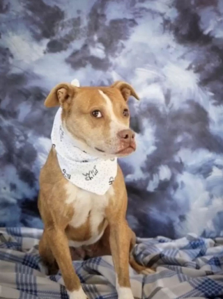 Illustration de l'article : Découverte errante et blessée quand elle était petite, cette chienne a passé toute sa vie en refuge