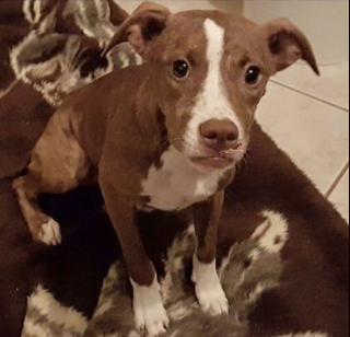 Illustration de l'article : Découverte errante et blessée quand elle était petite, cette chienne a passé toute sa vie en refuge