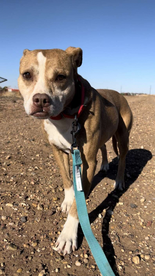 Illustration de l'article : Découverte errante et blessée quand elle était petite, cette chienne a passé toute sa vie en refuge