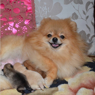 Illustration de l'article : 20 photos de chiennes qui découvrent les joies de la maternité