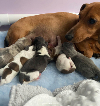 Illustration de l'article : 20 photos de chiennes qui découvrent les joies de la maternité
