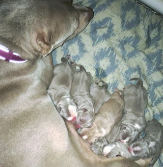 Illustration de l'article : 20 photos de chiennes qui découvrent les joies de la maternité