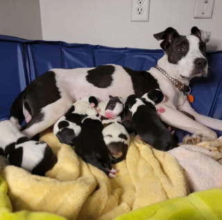 Illustration de l'article : 20 photos de chiennes qui découvrent les joies de la maternité